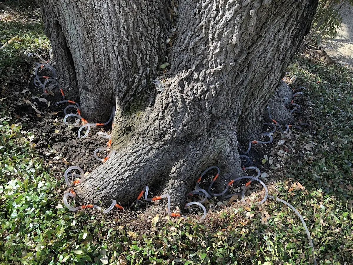 Detailed Tree Cabling and Bracing job site in San Patricio