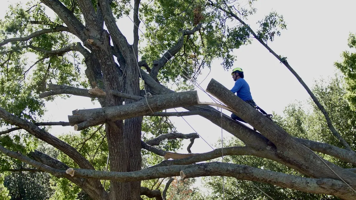 Professional Crown Thinning performed by certified arborists in San Patricio