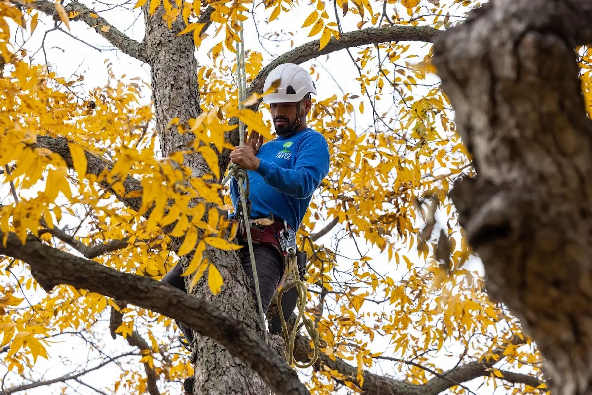 Skilled Tree Transplanting crew working in San Patricio