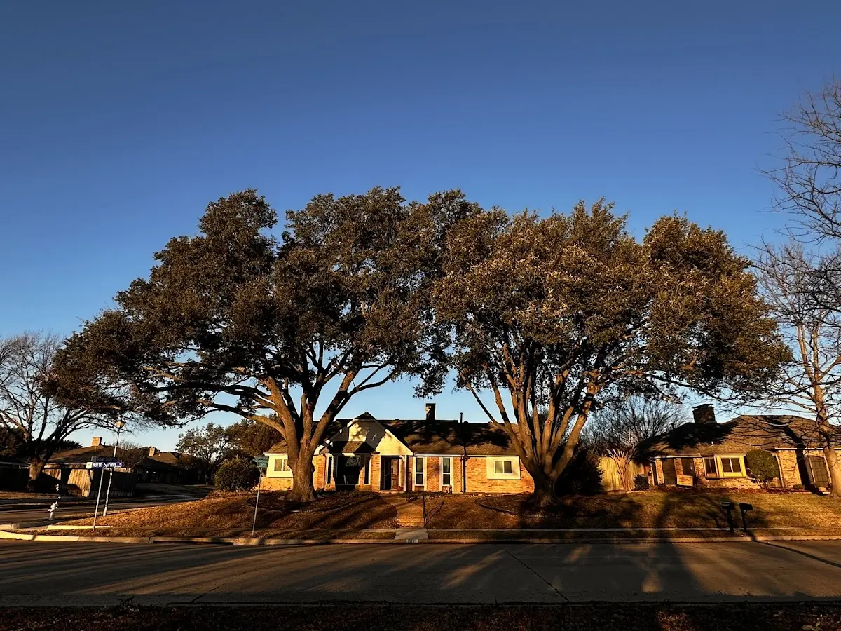 Established residential canopy tree shading a home in San Patricio